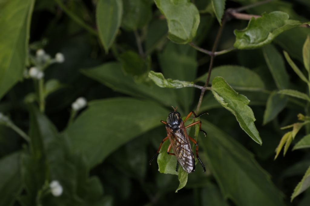 Asilidae da identificare